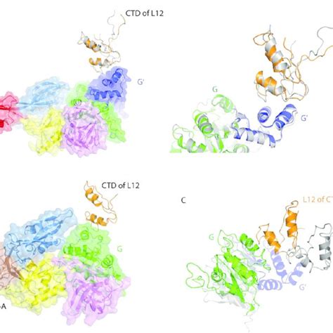 The Structure of a Mammalian Ribosome-Translocon Complex | Download Scientific Diagram