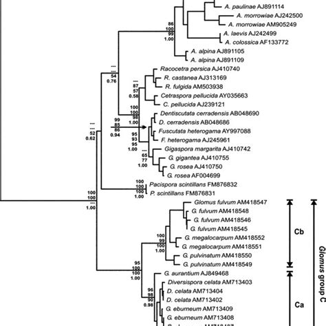 (PDF) Glomeromycota: Three new genera and glomoid species reorganized