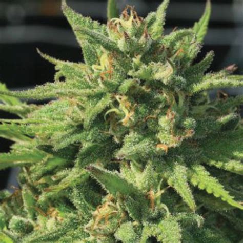 The 12 Best Glue Crosses of All Time - Cannabis Seeds | Humboldt Seed ...