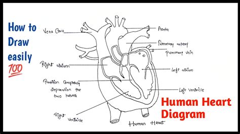 How To Draw Diagram Of Heart Class 7 Design Talk