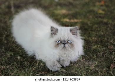 Colourpoint Blue Point Persian Cat Royalty Free Photos And Stock