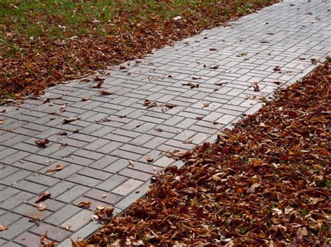 Autumn Maple Yellow Leaves On The Sidewalk Stock Image Image Of