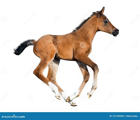 Buckskin foal isolated stock photo. Image of nature - 127740402