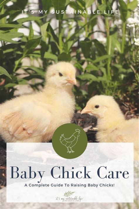 Baby Chick Care - It's My Sustainable Life