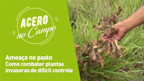 Identificação e Controle de Plantas Invasoras em Pastagens YouTube