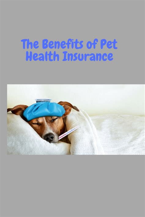 The Benefits of Pet Health Insurance - Furry Footsteps Professional Dog ...