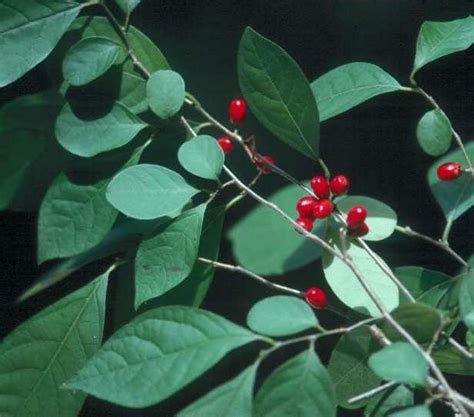 Lindera benzoin, Spicebush - Shop Sugar Creek Gardens