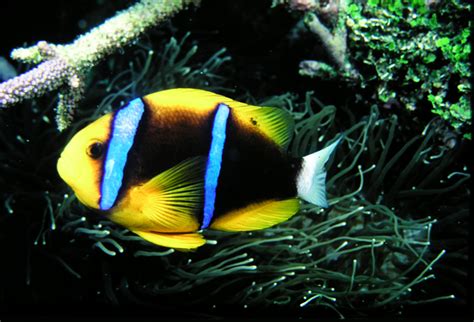 Amphiprion Clarkii Bennett 1830