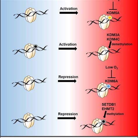 Histone Methylation Mediated Regulation Of Gene Transcription In