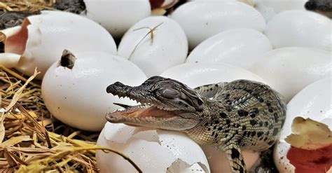 Oviparous Animals 12 Animals That Lay Eggs Some Will Surprise You