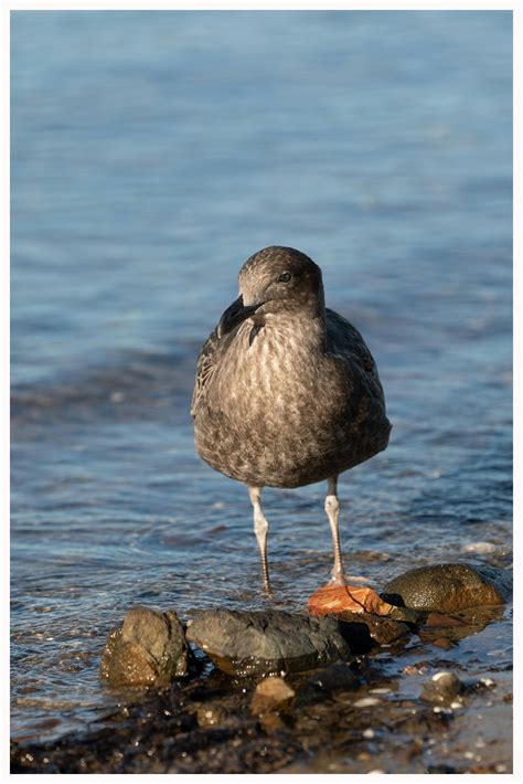 Free stock photo of Australia Tasmania Juvenile Pacific Gull Coastal, beach