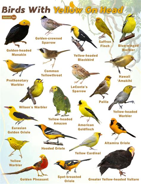 Birds With Yellow Heads Facts List Pictures