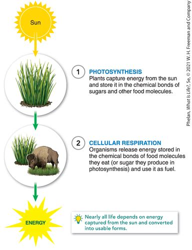 Chapter 5 Energy Flashcards Quizlet