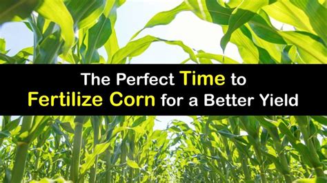 Corn Fertilizing Tips Best Time To Fertilize Corn Plants