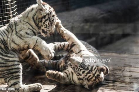 Tiger Cubs Playing Photos and Premium High Res Pictures - Getty Images