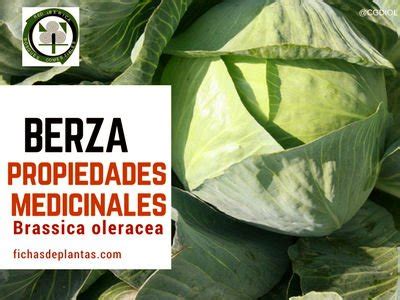 Berza Brassica Oleracea Ficha De La Planta Y Propiedades