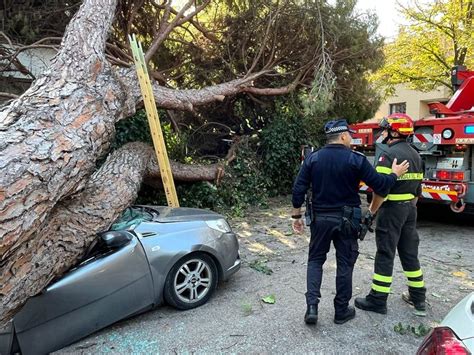 Riccione Pino Marittimo Cade Su Un Auto Conducente Illeso