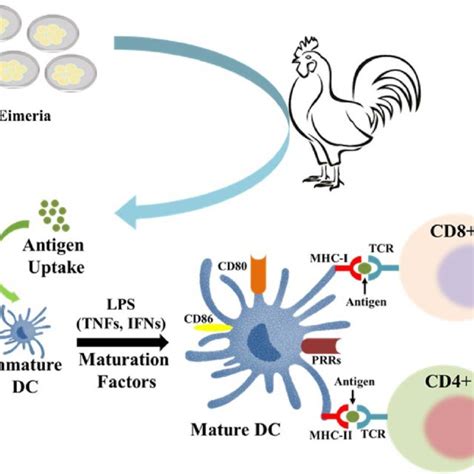 Dendritic Cell Maturation And Activation Of Cd4 And Cd8 T Cells In