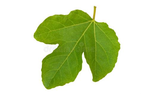 Fig Leaf Stock Image Image Of Close Detail Plant Leaf 16394047