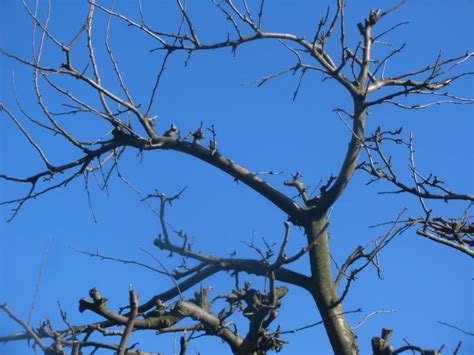 Zimowe cięcie drzew Love Natura kochamy to co naturalne