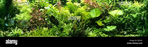tropical fresh water fish tank stock photo alamy
