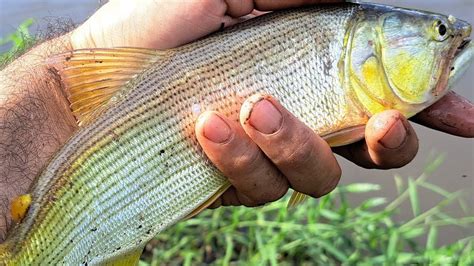 Nois Foi Longe Pra Pesca No Lugar Novo Mais Deu Ruim Mudamos De Lugares