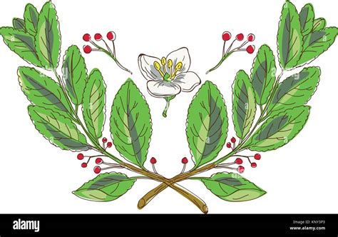 Drawing Sketch Style Illustration Of Leaf Flower And Fruit Of Yerba