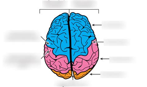 Neuroanatomy Dorsal Brain Surface NEURO Dr Smith Diagram Quizlet