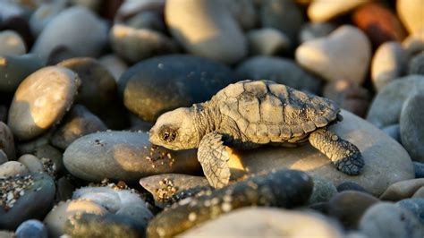 Cutest Baby Turtle