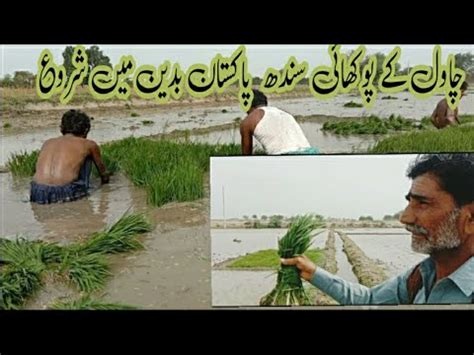 How Youtube Rice Dhan Ki Kasht In Pakistan Chawal Ki Kasht In