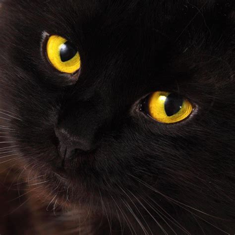 The 10 Unexposed Secret of Black Cats Breeds