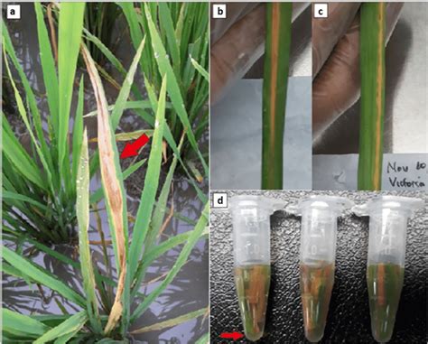 Symptom Of Bacterial Blight Of Rice In A Hot Spot Area In Laguna Download Scientific Diagram