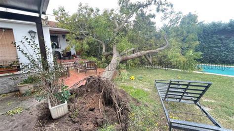 Fotos El Vendaval Arranca De Cuajo Un Arbol Y Cae Sobre Una Casa En