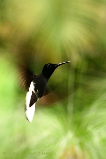 Florisuga Fusca Beija Flor Preto Black Jacobin Sítio Folha Flickr