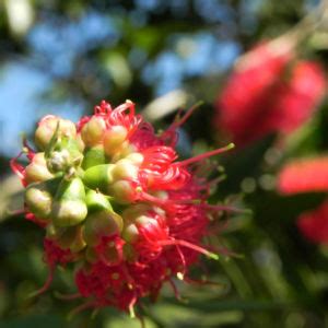 Karminroter Zylinderputzer Bl Te Rot Callistemon Citrinus Galerie Album