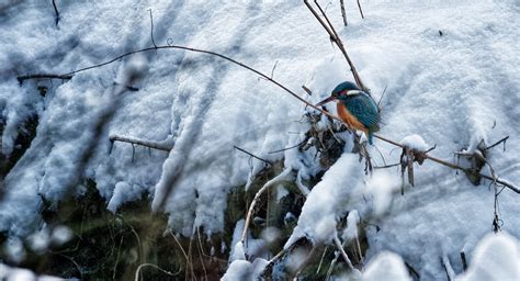 kingfisher species kingfisher images pixabay