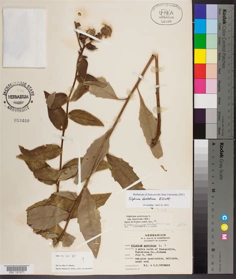 Silphium Dentatum Species Page Apa Alabama Plant Atlas