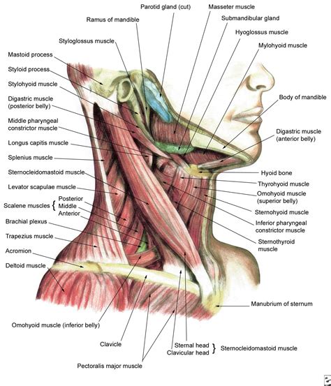 Human Anatomy and Physiology of Muscles | Neck muscle anatomy, Muscle anatomy, Body anatomy