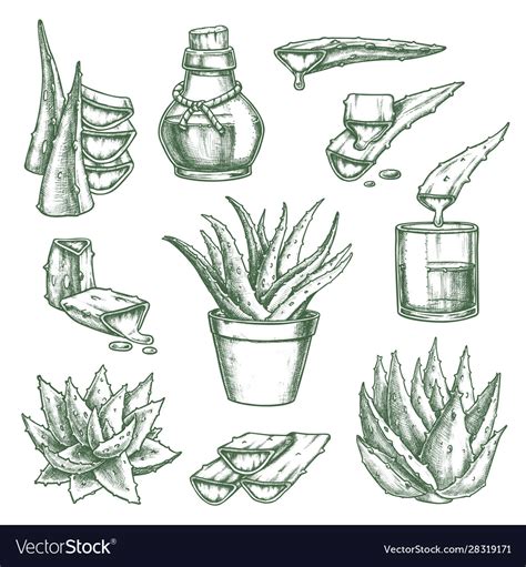 Set Isolated Aloe Vera Sketch And Hand Drawn Vector Image