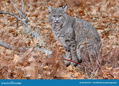 Bobcat Hunting Stock Photo Image Of Scenic Outdoors 82302434