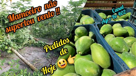 MAMÃO PAPAYA 10 MESES COLHEITA DEPOIS DA CHUVA E VENTOS