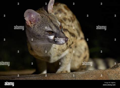 Large Spotted Genet Genetta Tigrina Kruger National Park South