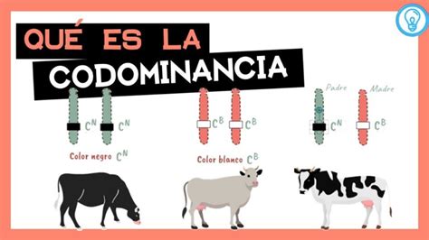 Codominância E Dominância Incompleta - Variaciones Genéticas: Dominancia Incompleta, Codominancia y Alelos ...