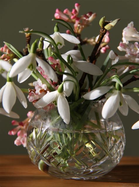 January Flowers - Country Garden UK