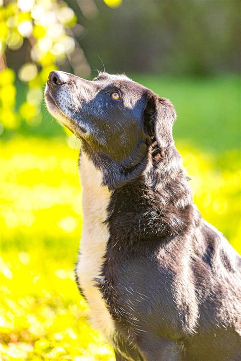 Devon Dog Rescue And Rehoming Rescue Dogs For Adoption In Devon