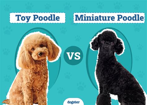 poodle personality temperament exploring poodle behavior dogster