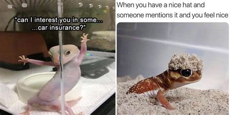 The 24 Funniest Lizard Memes All Reptile Lovers Will Appreciate