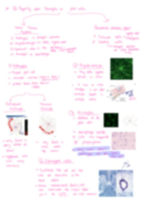 Solution Nursing Histology Nerve Tissue And Cells Summary Studypool