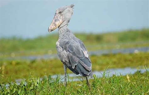 Where To See Shoebill Stork In Uganda Shoebill Safaris