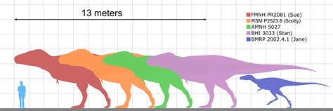 Tyrannosaurus size comparison by koprX on DeviantArt